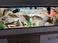 Terrarium dla agamy