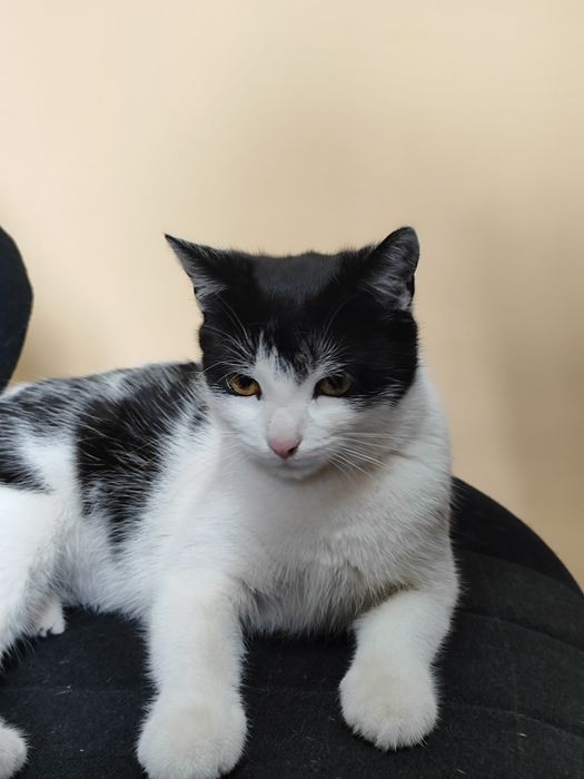 Kot dachowiec "Kaja"