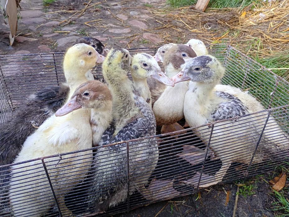 Kaczki francuskie 6tygodniowe