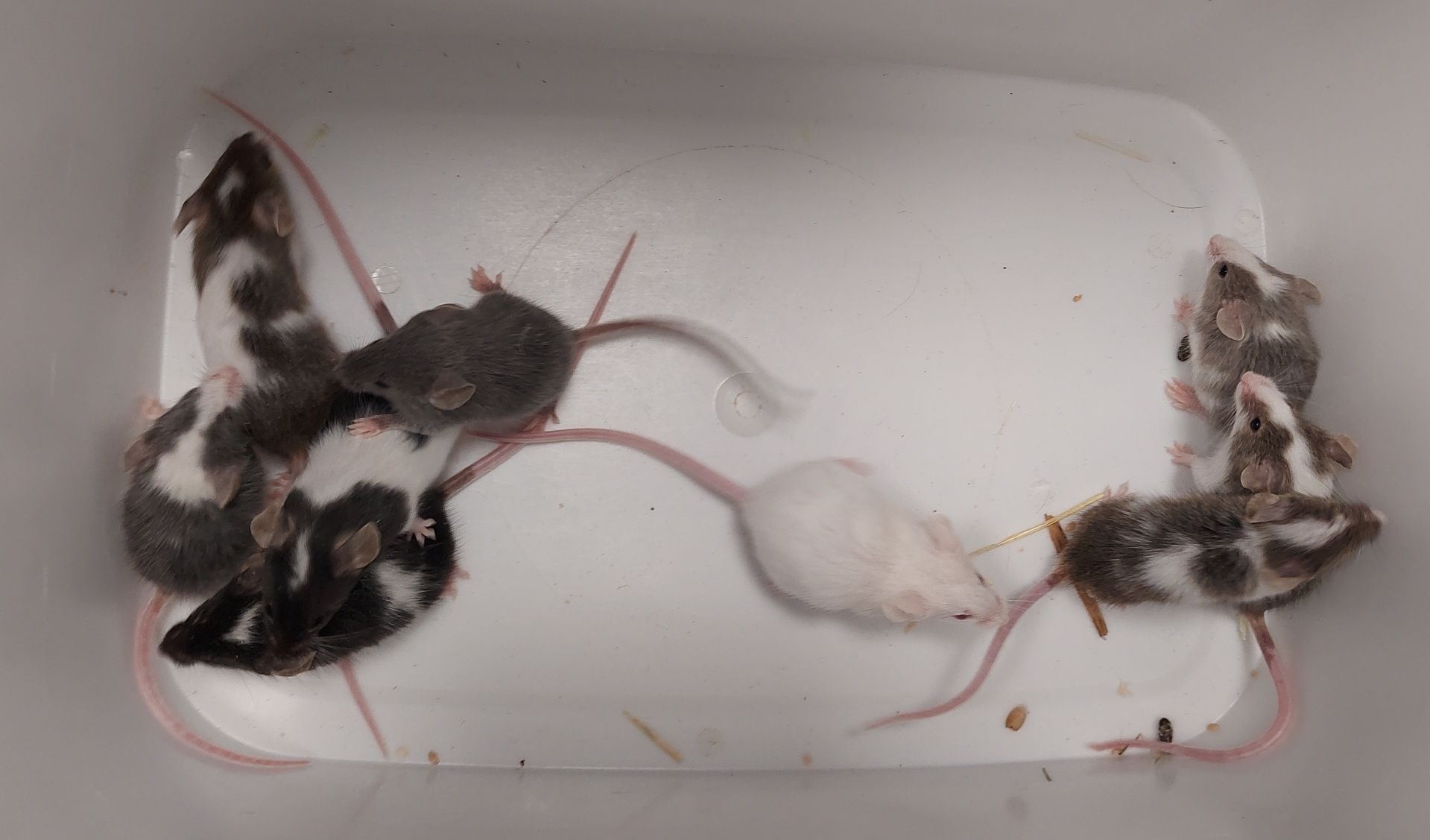Myszy. Młode i dorosłe osobniki
