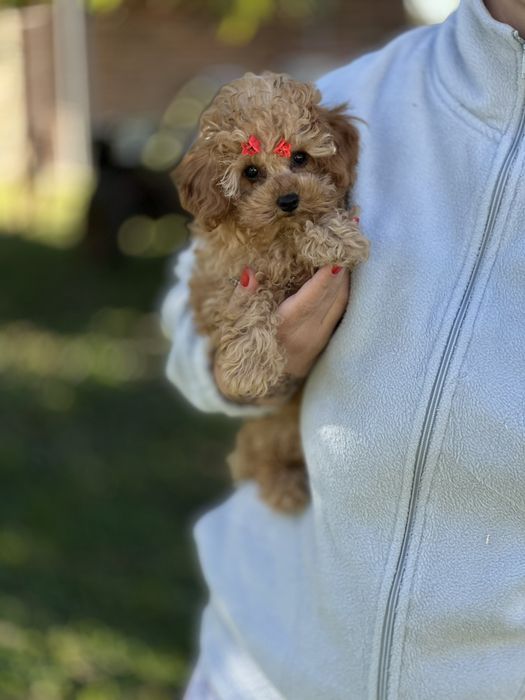 Міні мальтіпу дівчинка – пухнастий промінчик радості. Мальтипу