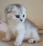 Scottish fold macho