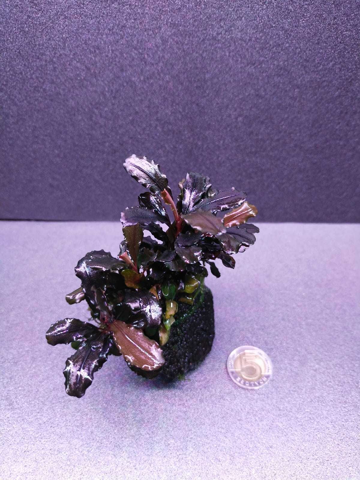 Bucephalandra Brownie Ghost