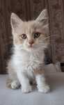 Котик хлопчик у хороші руки!