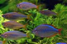 Praecox peixe cardume