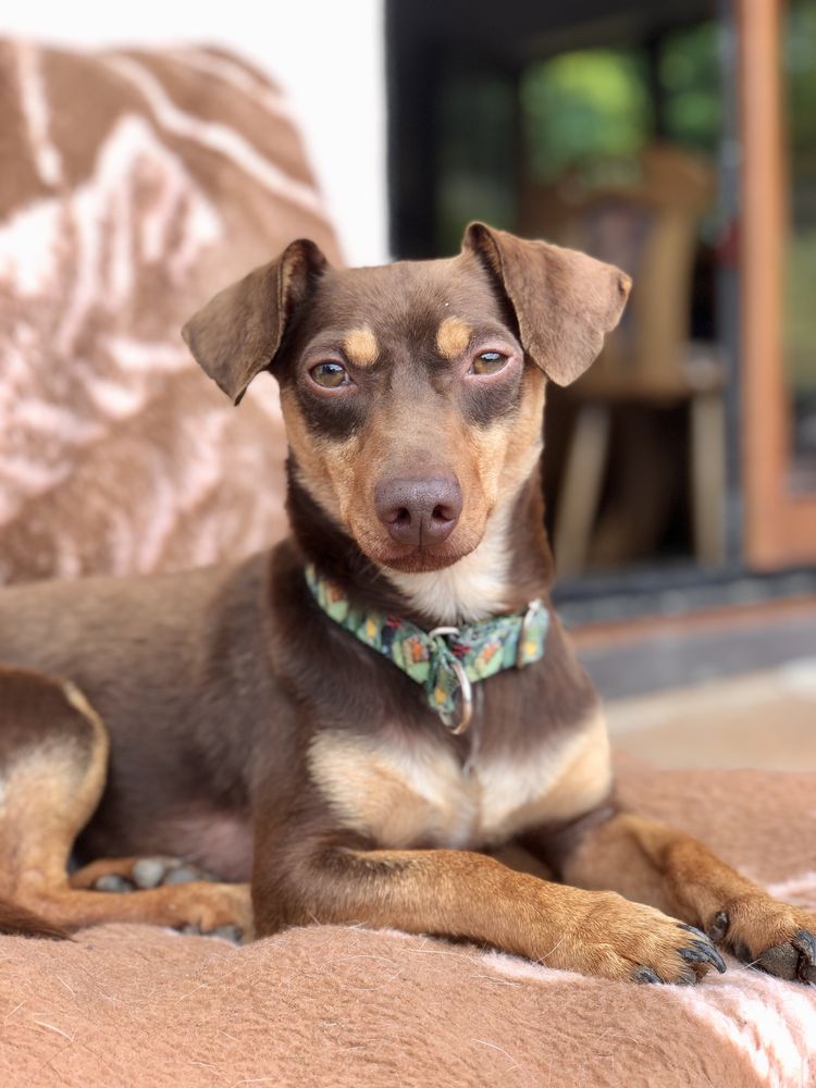 Tomasz do adopcji