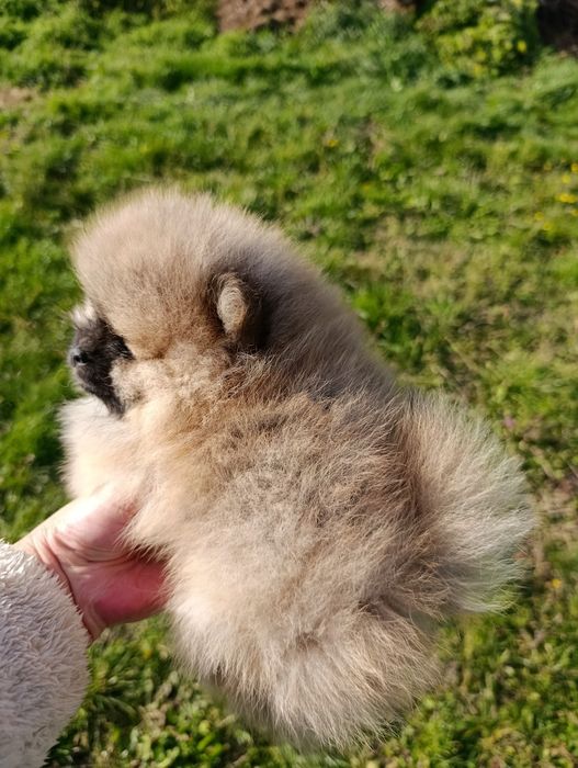 Szpic miniaturowy pomeranian piesek