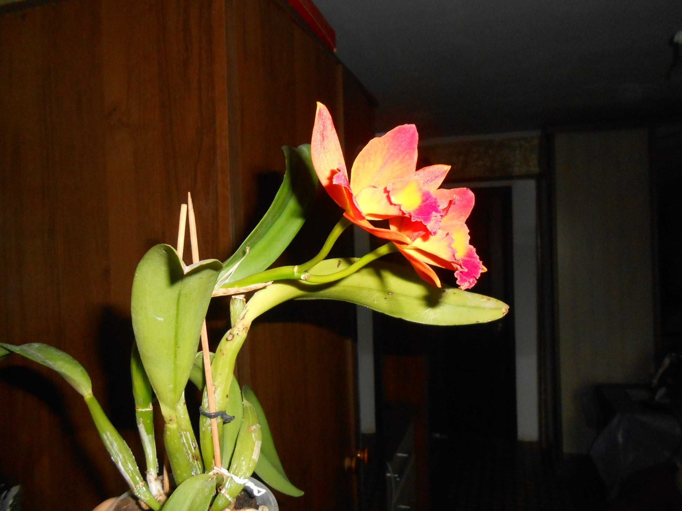 Орхидея каттлея , цветение домашнее