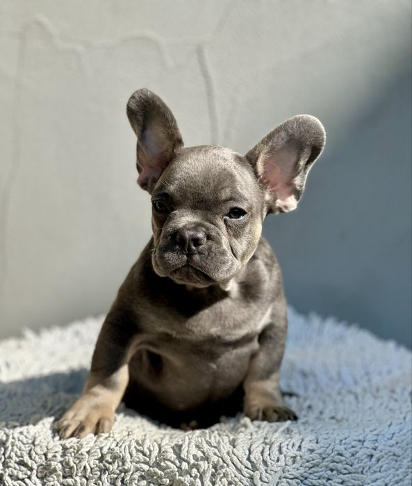 Супер французики с документами