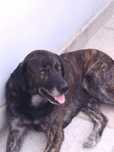 Doar caes  labrador e Castro laboreiro