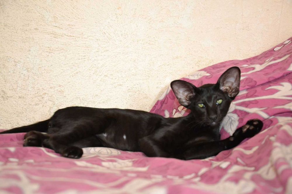 Оріентальна чорна кішка