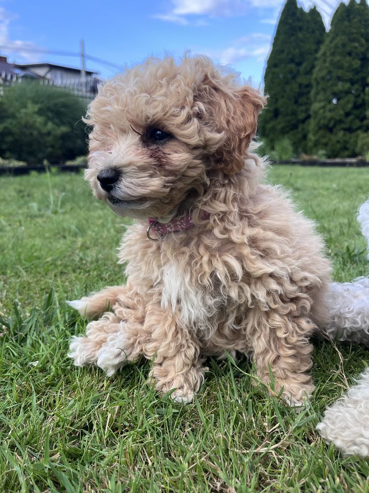 Poochon Bichpoo Maltipoo Pudel Bischon Frise