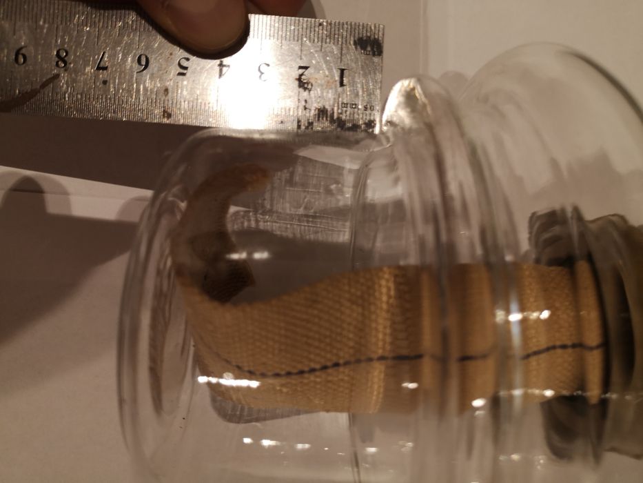 Brener lampa naftowa kosmos palnik wklad klosz pojemnik zbiornik lampy