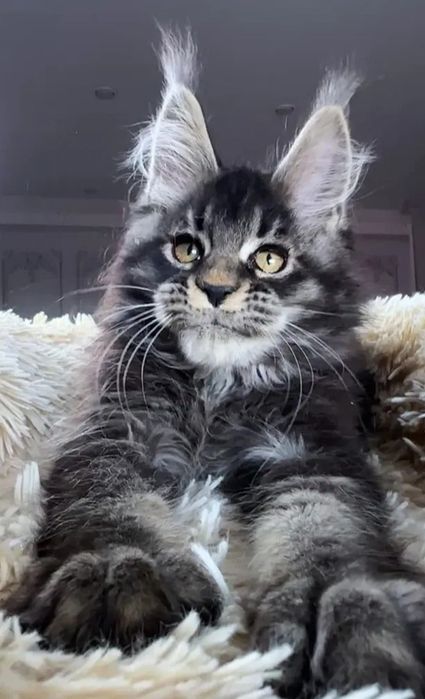 Кошенята Vip Mainecoon