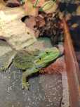 Agama brodata  wraz z terarium
