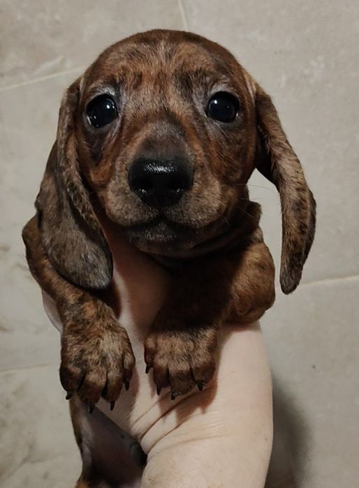 Цуценята мініатюрної такси з родовідом