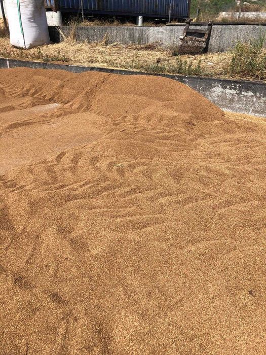 Caroço de Azeitona limpo e seco