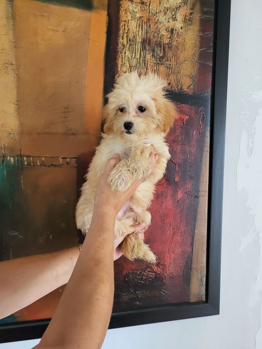 Maltipoo piesek zapraszam