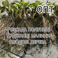 Опт Розсада Полуниці Саджанці Малина Плодові дерева Саженцы Клубники