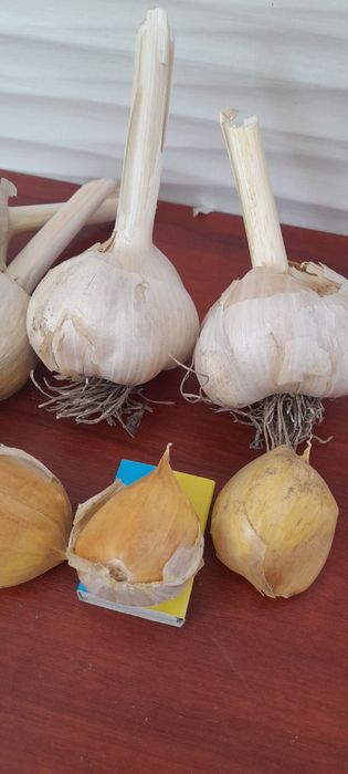 Часник Рокомболь домашній 150грн.