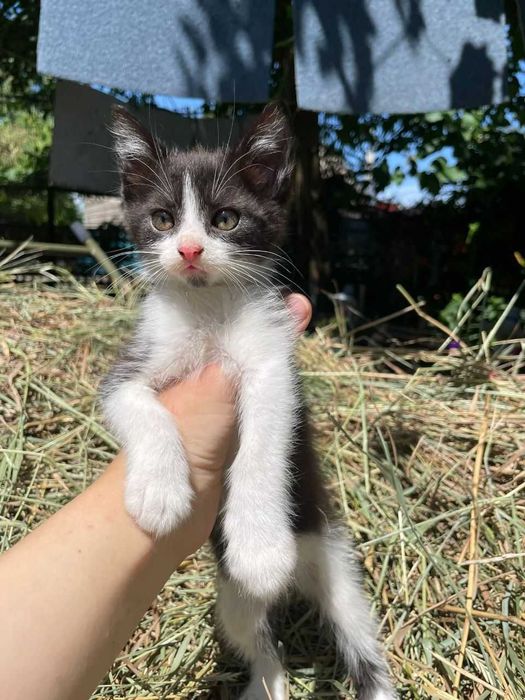 Котики ищут дом и заботливых хозяев