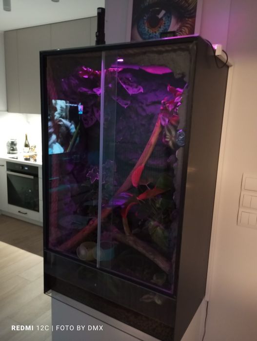 Gotowe Terrarium z zamieszkującym Gekonem Orzęsionym
