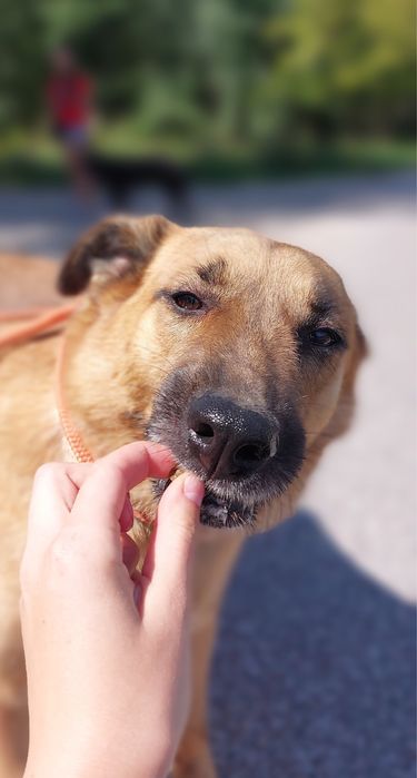 Kochany Gary do adopcji! Za darmo, do oddania