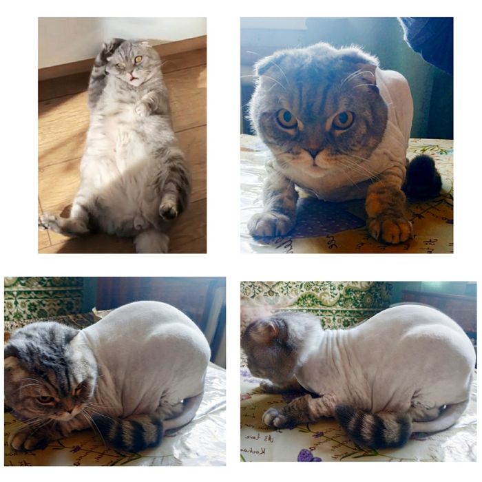 Стрижка котов (грумминг) 400грн. ЗАПИСЬ В ВАЙБЕР!)