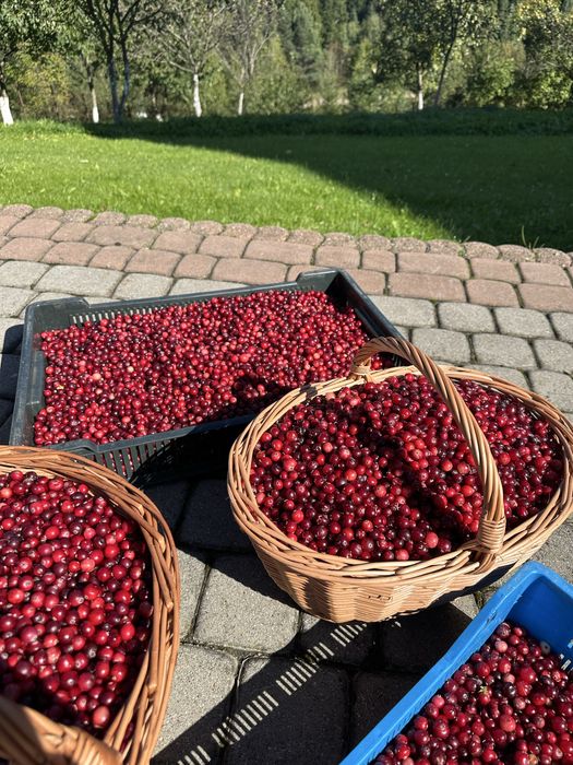 Żurawina leśna bagienna wysyłka