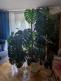 Monstera duza 180cm