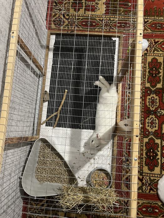Кролик голанський мініат разом з кліткою та всим комплектуючим