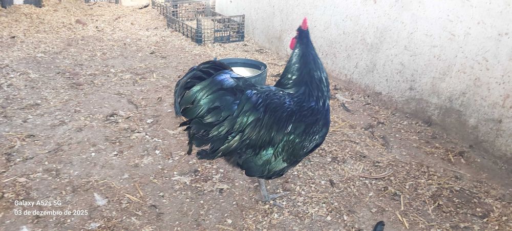 Galos e Frangos de Raça