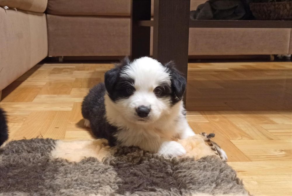 Szczenię Border Collie ZKwP pies samczyk