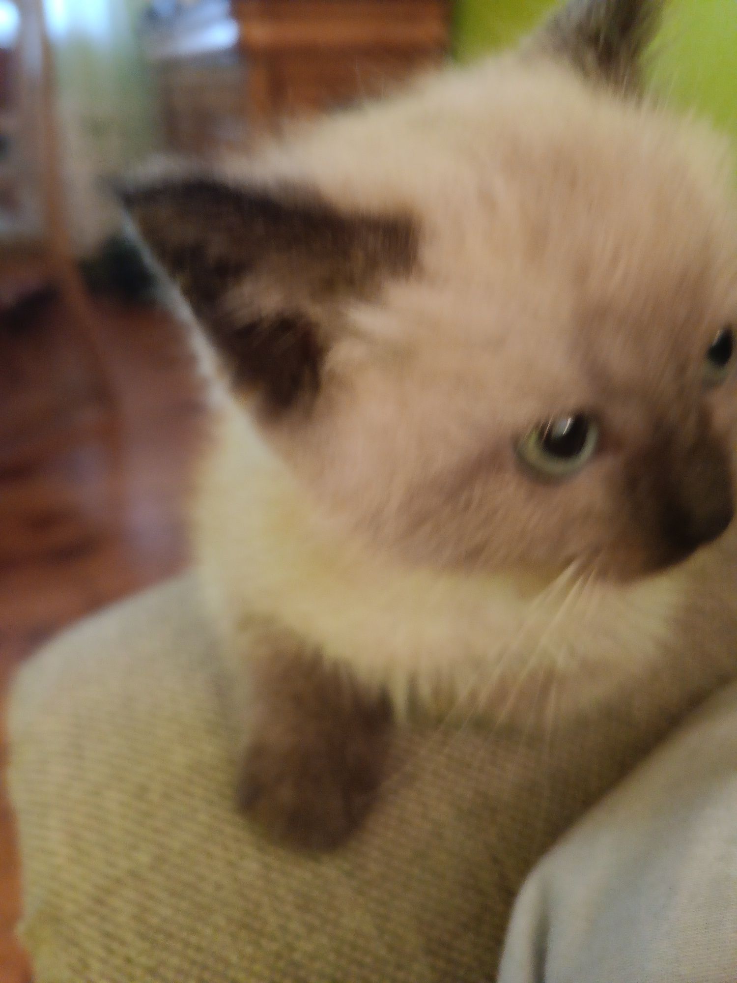Kotek  kotka ragdoll zapraszam