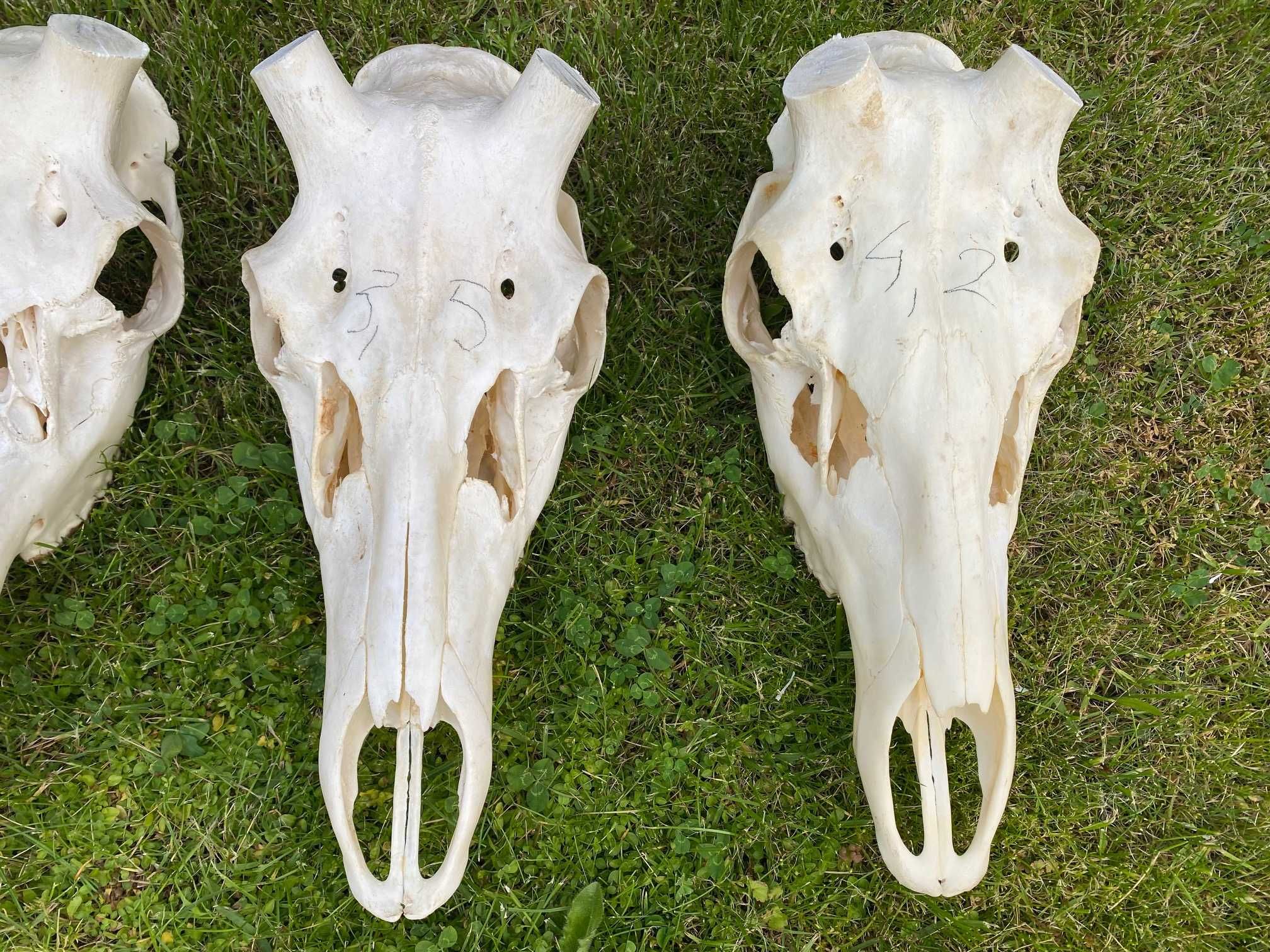 Czaszki czaszka jelenia możdżenie 4-5 cm opcja paczki