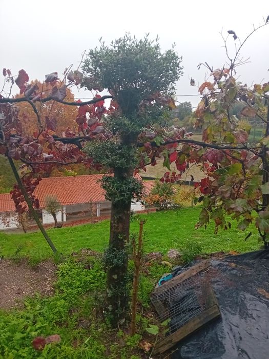 Duas Oliveiras para decoraçao jardím