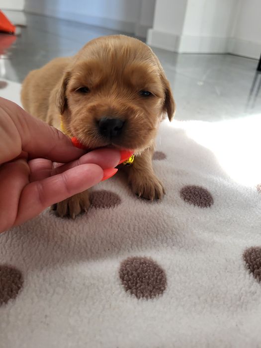 Piesek golden retriver w typie amerykańskim