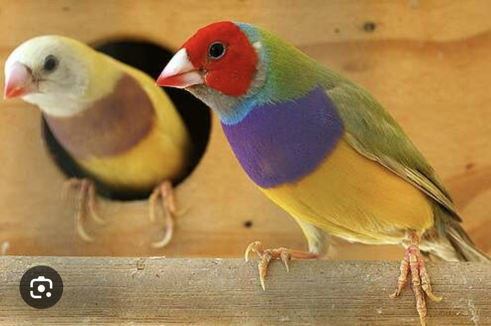 Vendem se diamantes gould