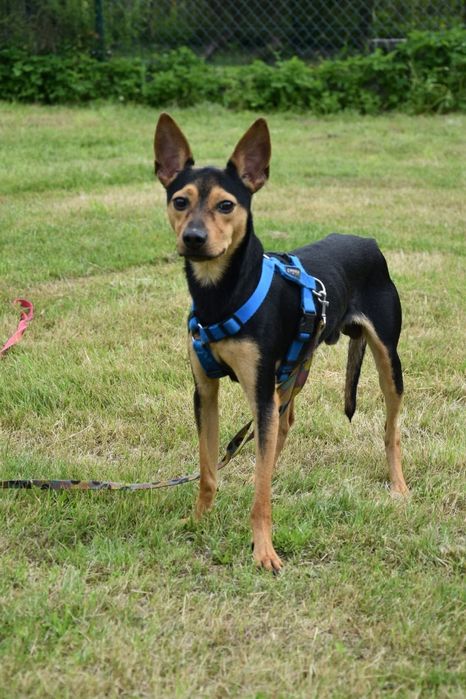 Dexter do adopcji!