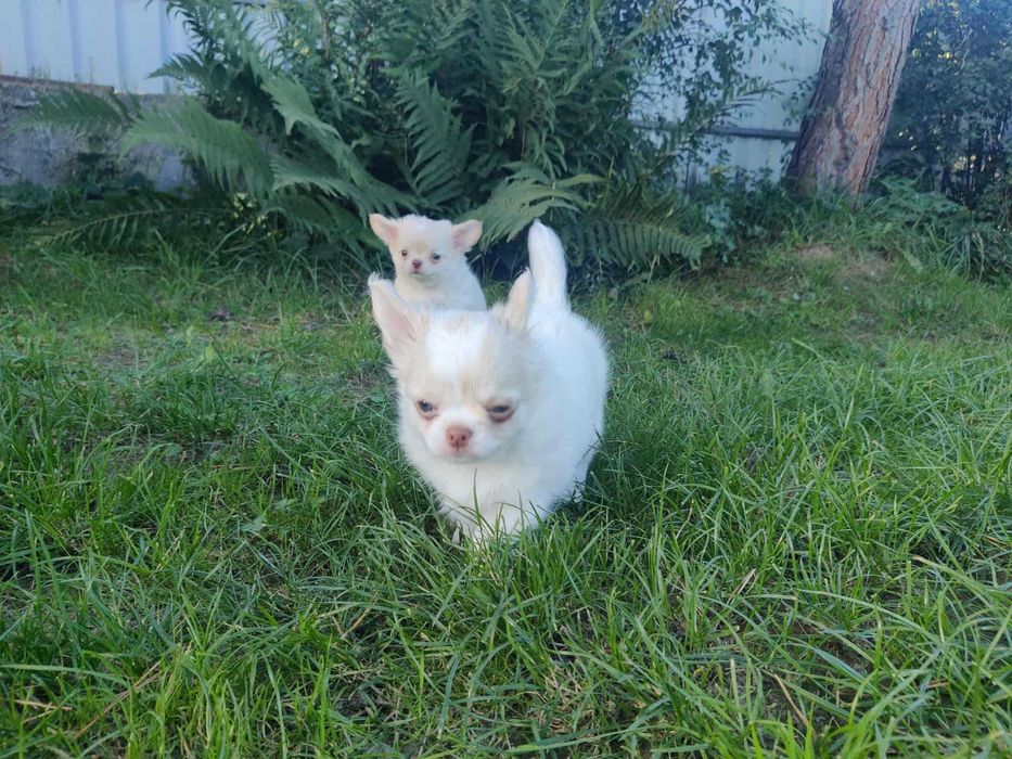 Piękna księżniczka długowłosa dziewczynka Chihuahua . Rodowod FCI