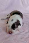 Border Collie FCI