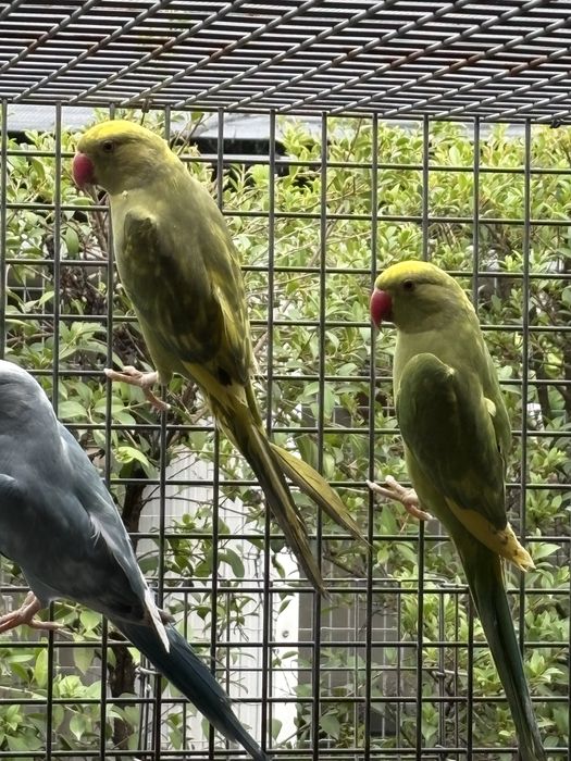 Varios ring neck para ceder.