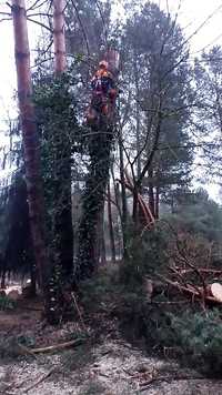 Arborysta wycinka drzew przycinanie gałęzi