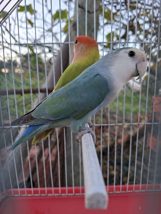 Casal de roseicollis