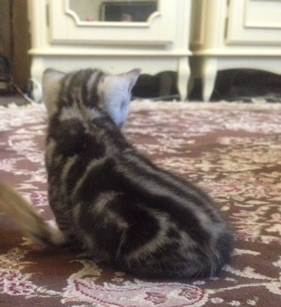 Вязка.Мраморный шотландский кот