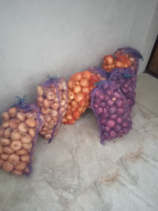 Цибуля домашня с.Буховичі