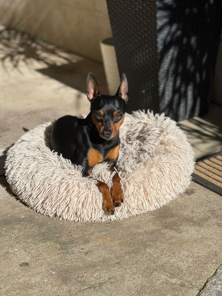 Procura-se Cadela Pinscher Miniatura para cruzar / acasalar