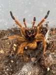 Pterinohilus murinus usambara samica