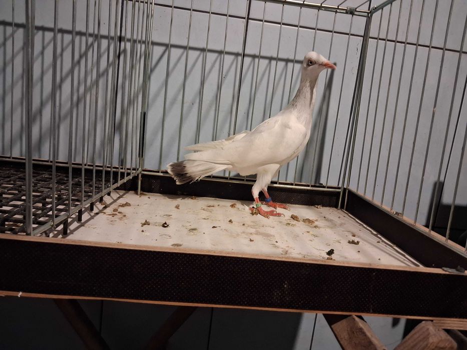 perłowe perłowy samczyki