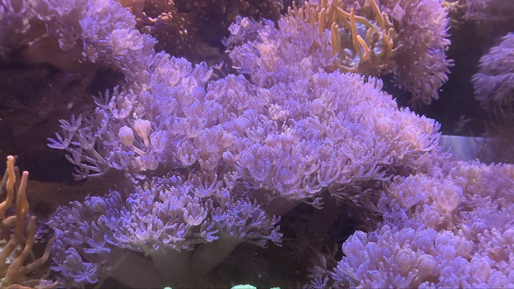 Xenia - akwarium morskie